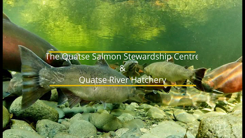 Quatse River Hatchery