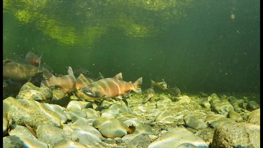 Salmon In The River